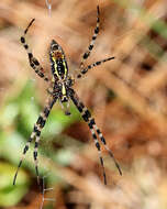 Image of Argiope