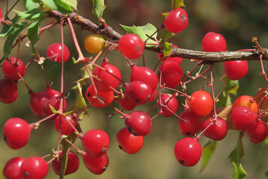 Image of Nevin's barberry