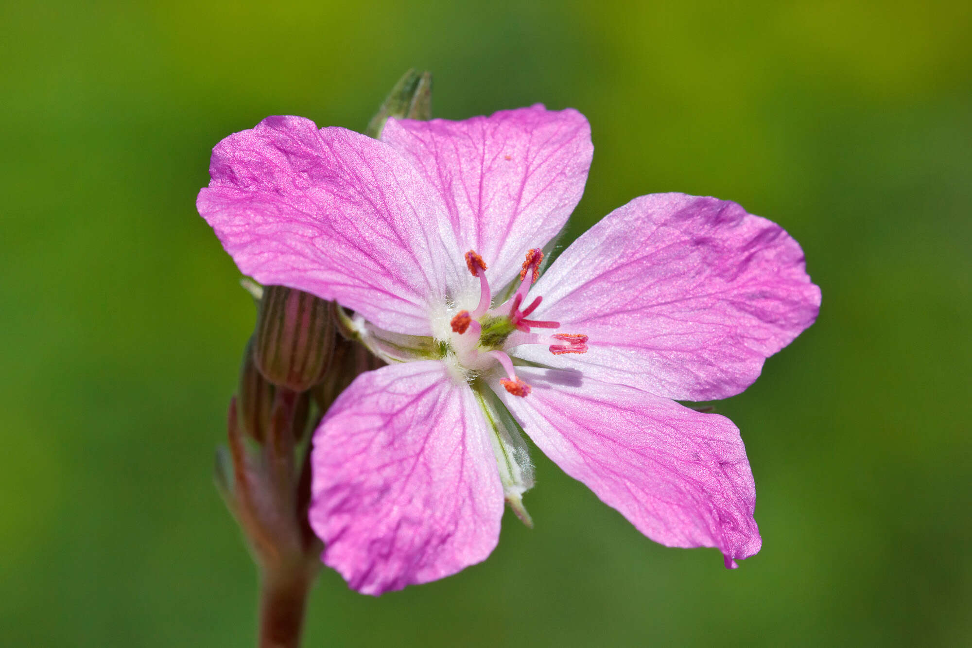 Image of Erodium alpinum (Burm. fil.) L'Her.