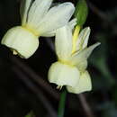 Image de Narcissus triandrus subsp. pallidulus (Graells) Rivas Goday