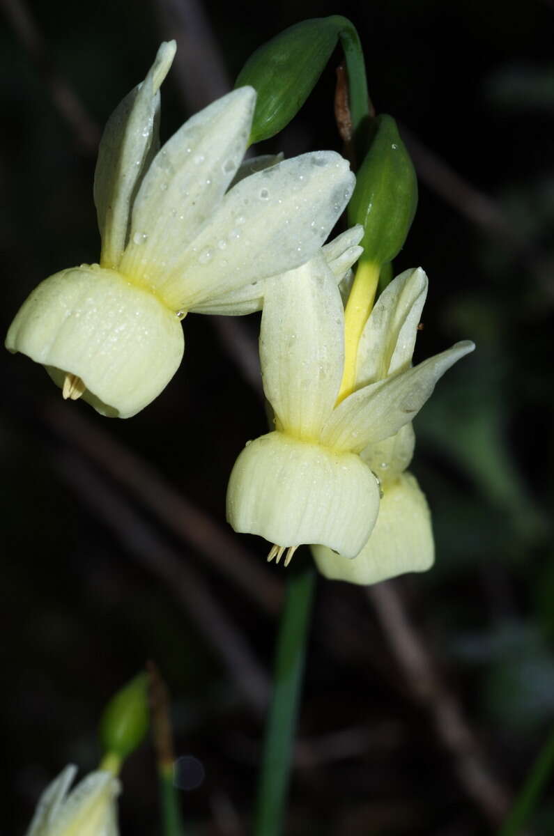 Image of Narcissus triandrus L.