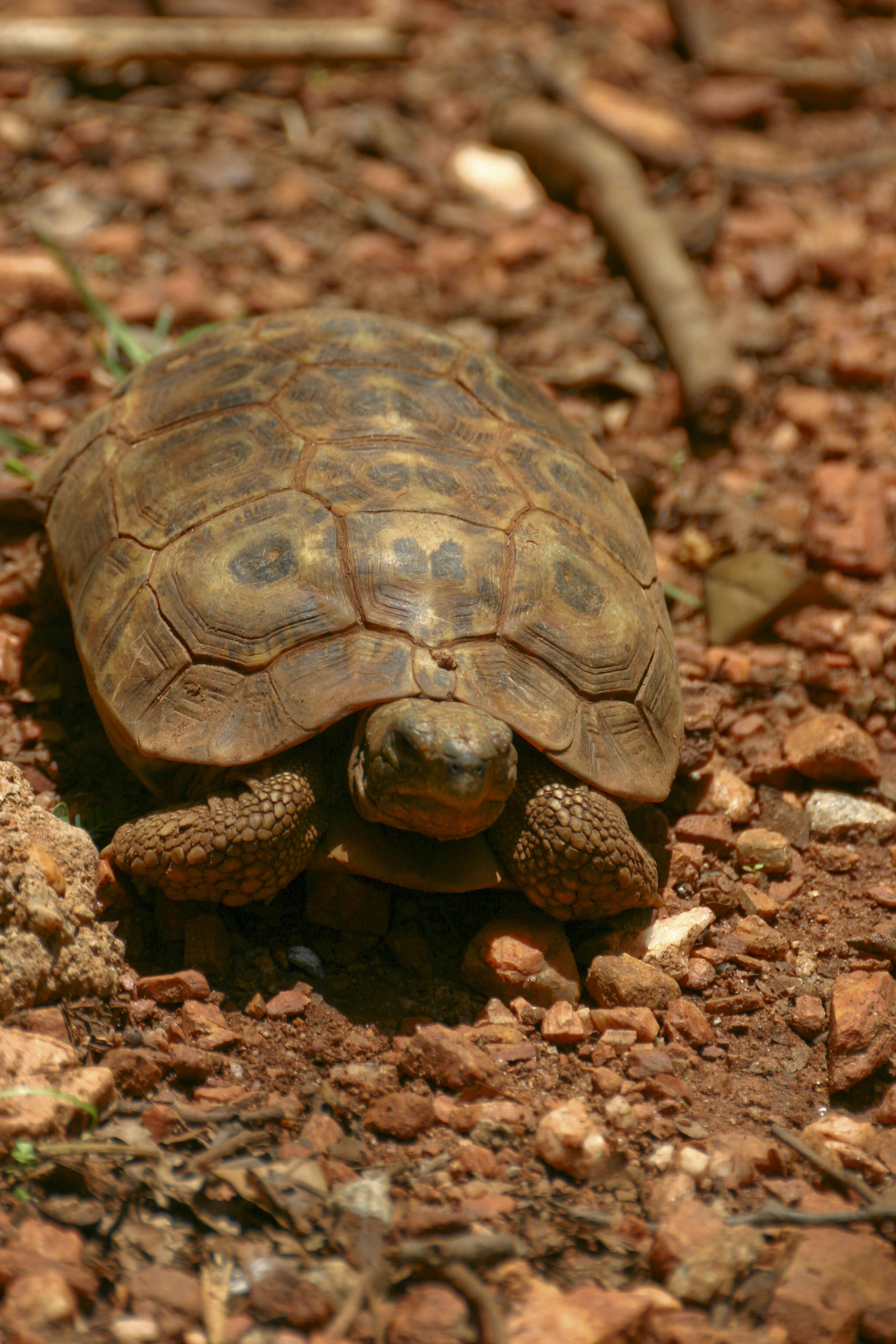 Image of Bell’s hinged tortoise