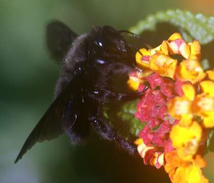 Imagem de Xylocopa violacea (Linnaeus 1758)