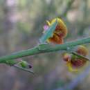 Image of Bossiaea stephensonii F. Muell.