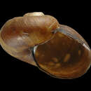 Image of Paryphantopsis ubwamensis Slapcinsky 2005