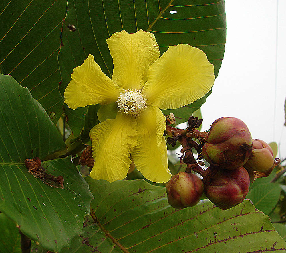 Image of shrubby dillenia