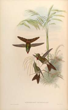 Plancia ëd Chalcostigma heteropogon (Boissonneau 1840)