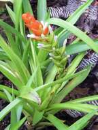 Image of tufted airplant