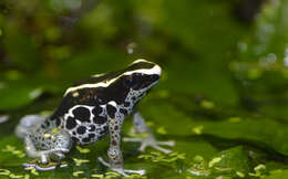 Image of Dendrobates tinctorius