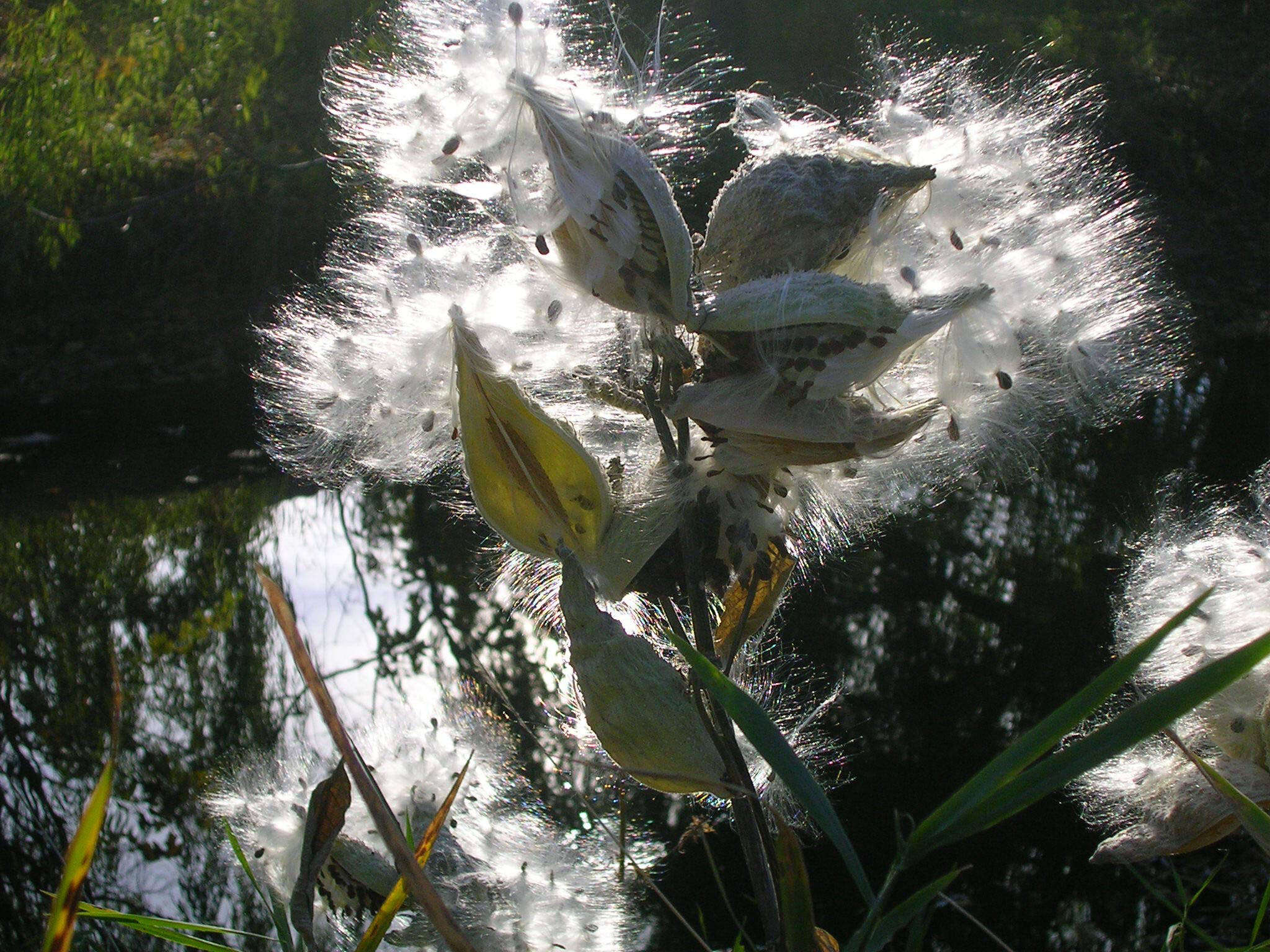 Image of milkweed