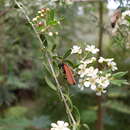 Image of Sannantha pluriflora (F. Müll.) Peter G. Wilson