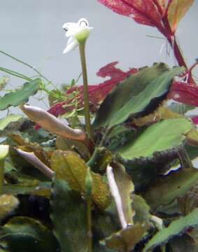 Image of Bucephalandra motleyana Schott