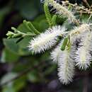 Plancia ëd Mimosa caesalpiniifolia Benth.