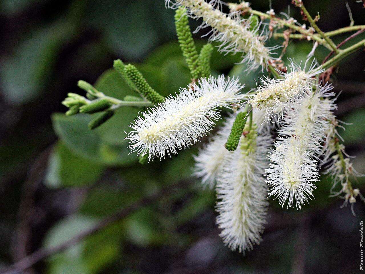 Слика од Mimosa caesalpiniifolia Benth.