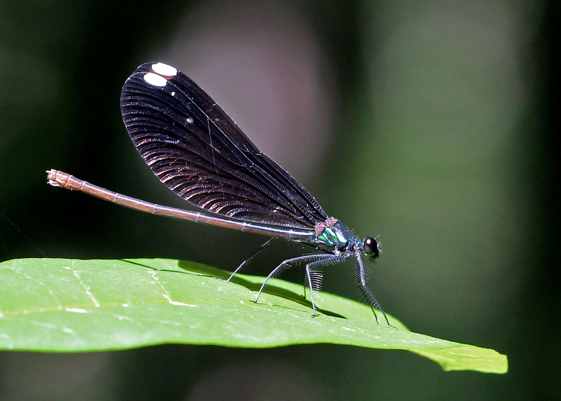 Image of Jewelwings