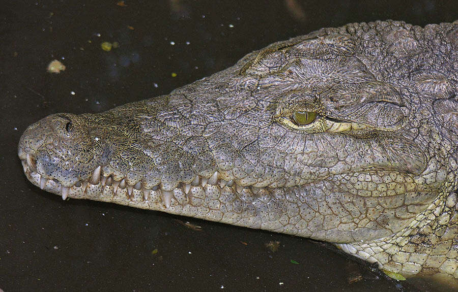 Image of Nile crocodile