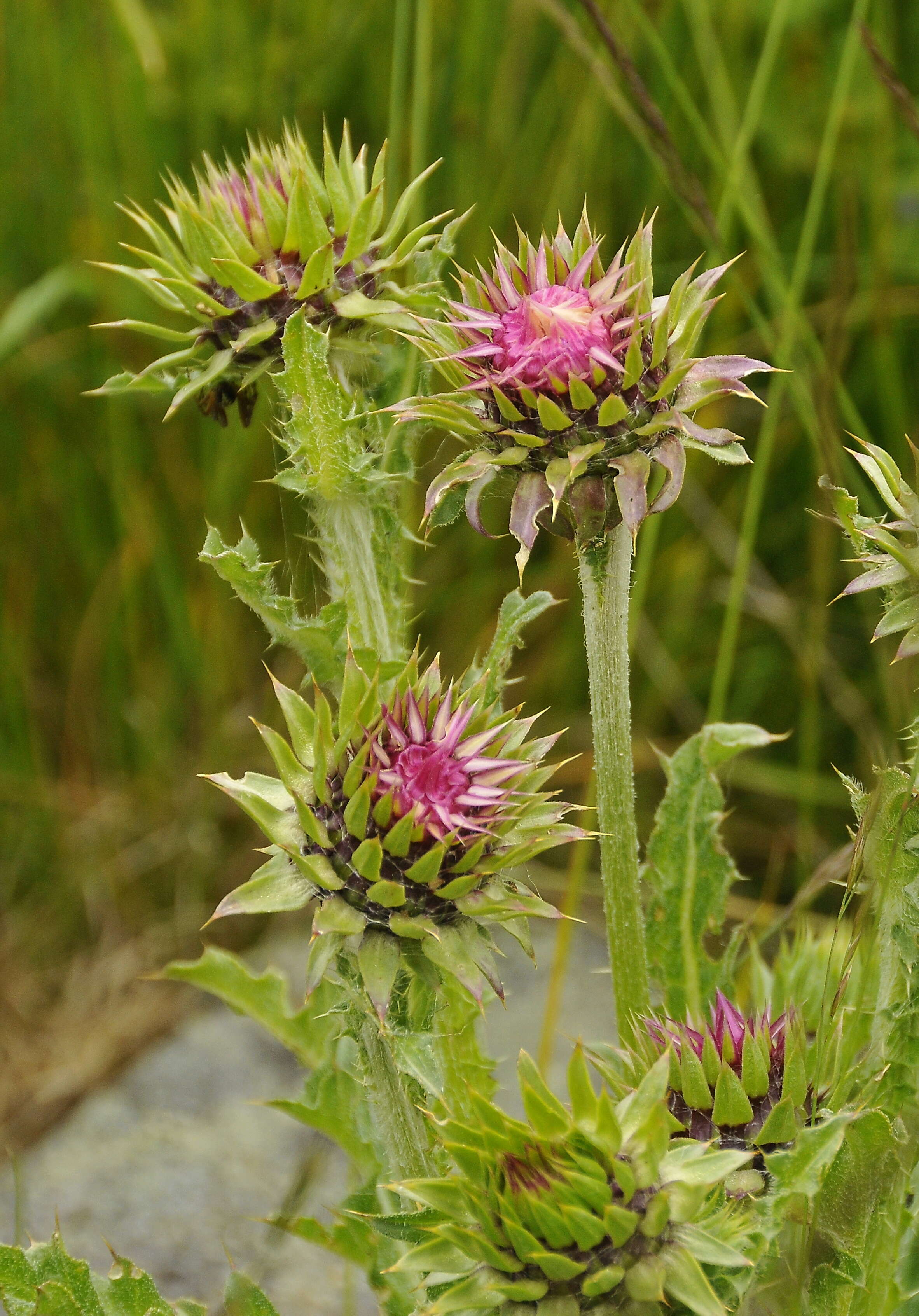 Image of Carduus nutans subsp. nutans