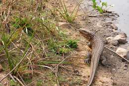 Image of Paraguay Caiman Lizard