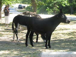 Image of Equus subgen. Asinus Gray 1824