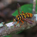 Image of Yellowjacket Hover Fly