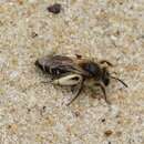 Image of Andrena argentata Smith 1844