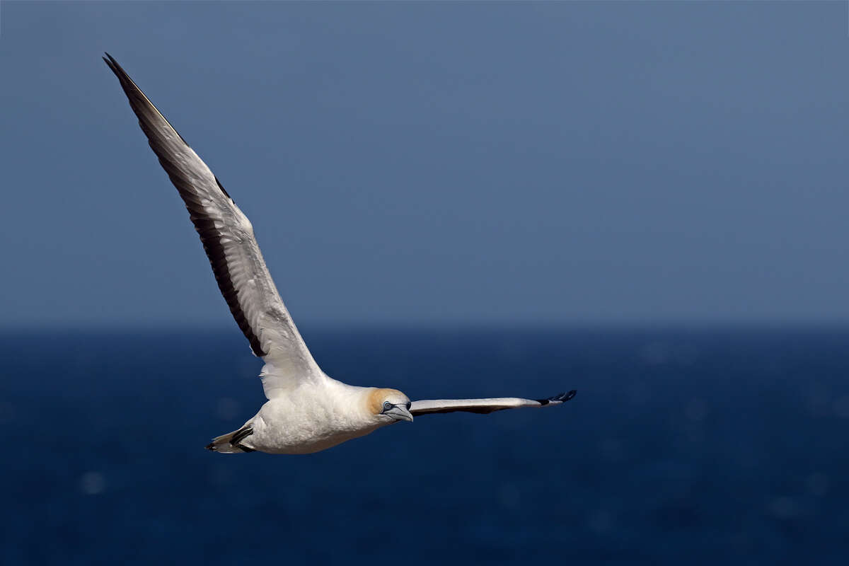 Image of Australasian Gannet