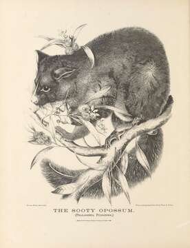 Image of Brushtail possum