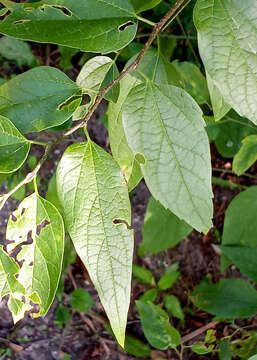 Image of hackberry