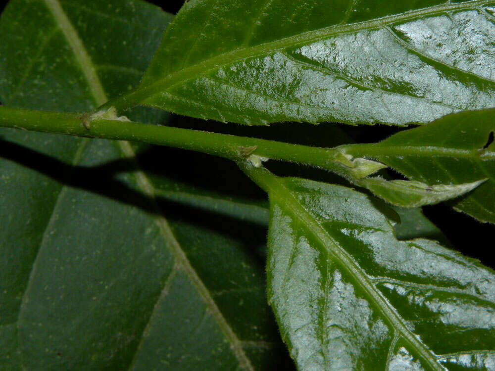 Image of Casearia hirsuta Sw.