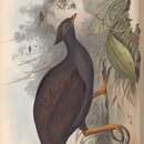 Image of Megapodius reinwardt tumulus Gould 1842