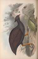 Image of Megapodius Gaimard 1823