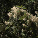 Ceanothus incanus Torr. & Gray resmi