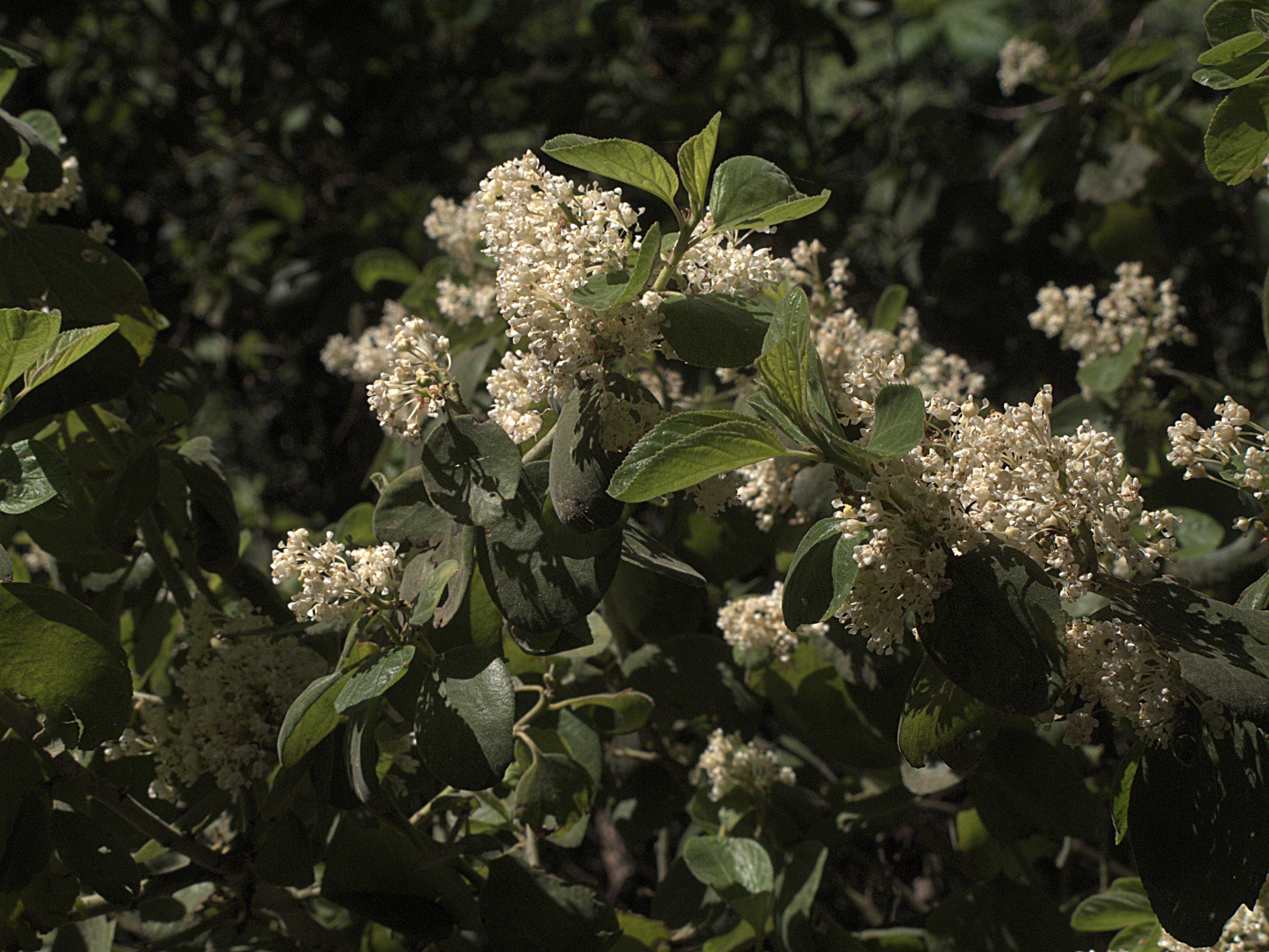 Image of coast whitethorn