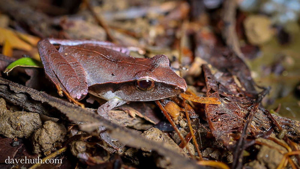 Слика од Brachycephaloidea Günther 1858