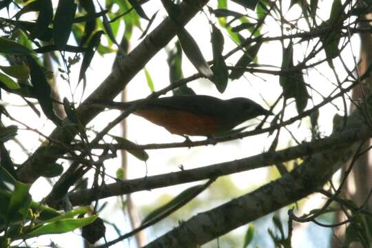 Image of Black-faced Monarch