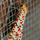 Utetheisa pulchella Linnaeus 1758 resmi