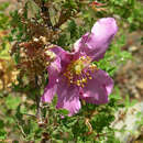 Image of Baja rose