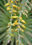 Image of Dyckia maritima Baker