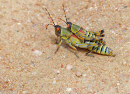 Image of Stink grasshopper