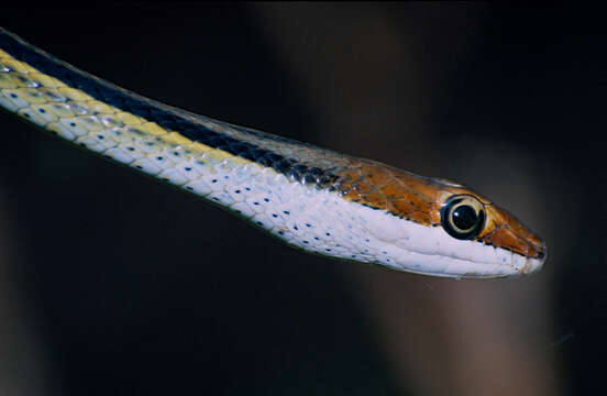 Image of Pakistan Sand Racer