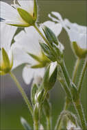 Imagem de Cerastium arvense subsp. strictum (L.) Gaudin