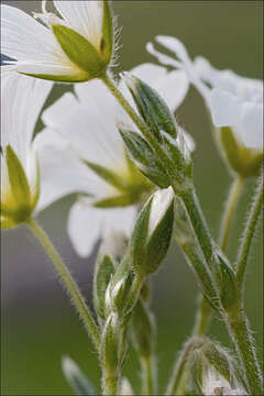 Image of field chickweed