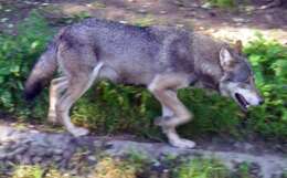 Image of coyote