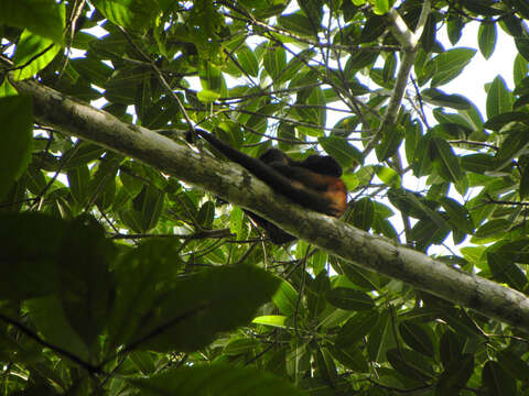 Image of Black-handed Spider Monkey