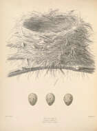 Image de Zoothera Vigors 1832