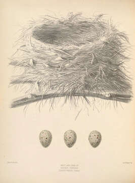 Image of Zoothera Vigors 1832