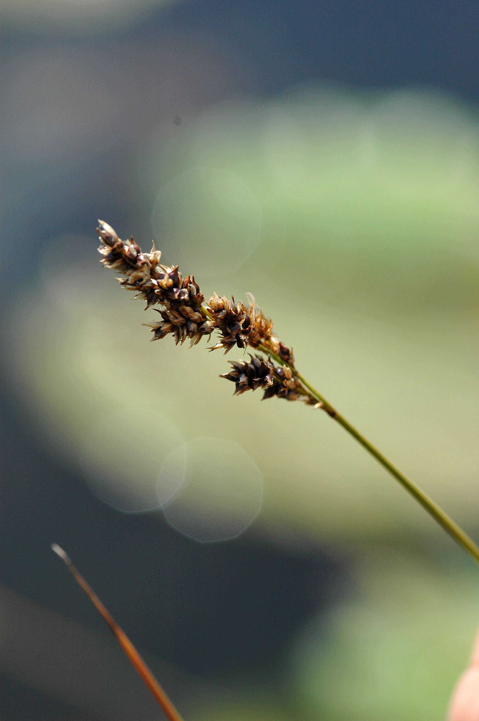 Image of fibrous tussock-sedge