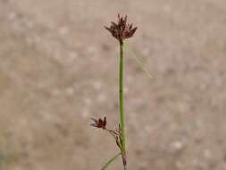 Image of bog-rush