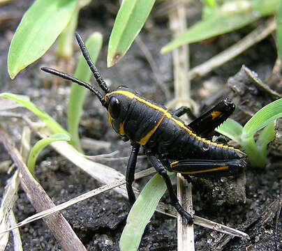 Image of Orthoptera