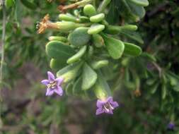 Image of Fremont's desert-thorn